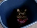 Trasch Can Kitty