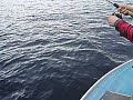 bringin in the fish