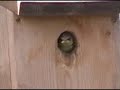 Blue tits - egg to fledge over 44 days - free flv video @ vwatch.tv