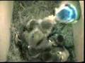 Blue tits - egg to fledge over 44 days