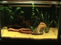 Podem dizer, ele é lindo né???Montado desde 2005, possui atualmente uma população de 46 peixinhos e 07 espécies de plantas... 
