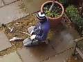 SCAFFOLDER CHOPPING A SOLE BOARD IN HALF !!!!!!!