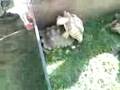 videos de Tortoise Lovin