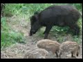 Metssead Soorus / Wild boar in Sooru Metssead Soorus / Wild boar in Sooru