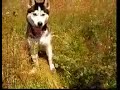 My Husky My Husky