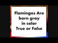 videos de Animal Quiz