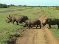 rhinos crossing air strip