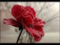 G�llerin Efendisi ~~ Hz MUHAMMED (S.A.V)