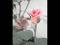 G�llerin Efendisi ~~ Hz MUHAMMED  S A V 