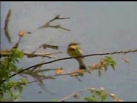 Bee Eater at Pete's Pond 09/22/2006