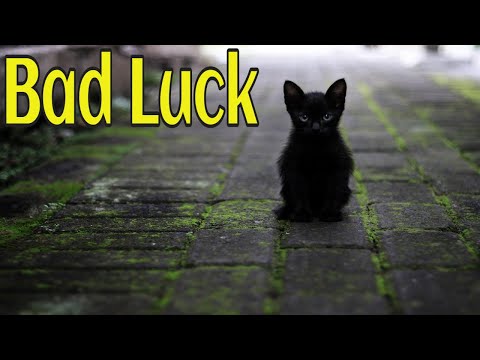 Why Black Cats are bad luck?