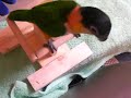 Persistent Black-Headed Caique ?????? Persistent Black-Headed Caique ??????
