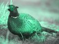 Einmusik - Pheasant