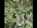 Water Lillys Water Lillys