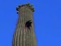 Bird in Cactus