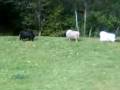 videos de Jento i foreklær.3gp