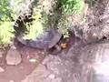 ガラパゴス諸島 サンタクルス島 チャールズ・ダーウィン研究所 ガラパゴスゾウガメ (IN ECUADOR) 1