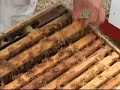 12 - Bulk Package Bee Production