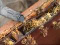 12 - Bulk Package Bee Production