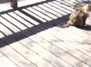 pippi pissed