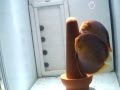 Guarda video