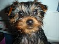 My Yorkshire Terrier - Suzy Creamcheese