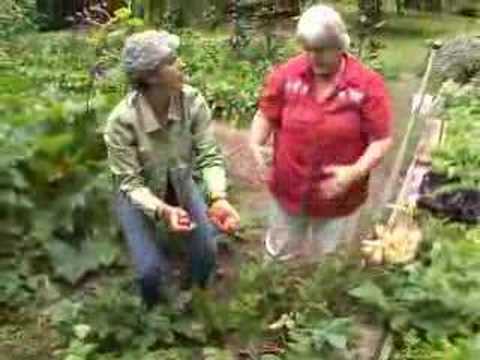 how to fertilize rhubarb
