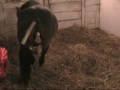 Birth of our Welsh Pony foal