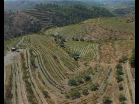 Vinyes de Manyetes
