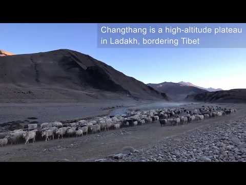 [video] Nomadic Shepherds Of The High Himalayas