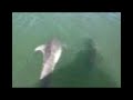 Avistamiento de delfines (Tursiops truncatus) por GRIMMA (3)