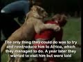Heartwarming Story of Christian the Lion