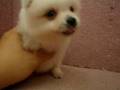 09/05 狐狸犬 Japanese Spitz -公幼犬2號-日新犬舍