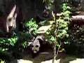 panda 2