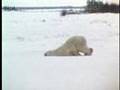 Tired ice bear/Wie man Morgens zur Arbeit geht