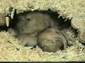 3 baby gerbils