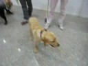 Guide Dog _ Ola Ocean Oscar Oliver