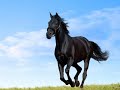 beautiful horses