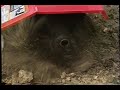 Rototiller
