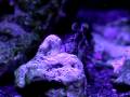 Elvira (O. latirostris)