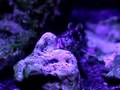 Elvira (O. latirostris)