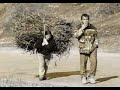 Shiqp Albanian Tallava - Jam de me raki
