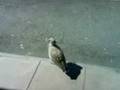 baby seagull in a coffee shop - part 1