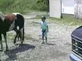 Never Stand Behind a Horse