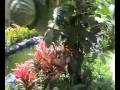 Floraville Bungalows Resort Video Tour By Tiger Muay Thai