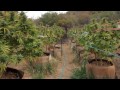 Submit your pics here: www.JorgeCervantes.TV Twitter www.twitter.com Facebook: www.facebook.com My books: amzn.to Grower's Bible eBook: amzn.to Marijuana Grow Basics eBook: amzn.to This is a clip of the Lake County Outdoor Garden from 2010.