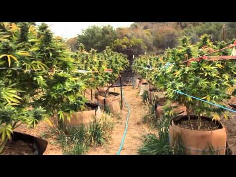 how to grow kryptonite