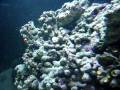 videos de Orange spot Goby