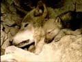 Wolf Tribute2