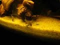 Corydoras Trilineatus eating.